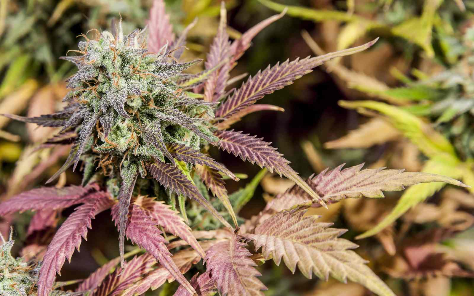 Cannabeginners: Flavonoides