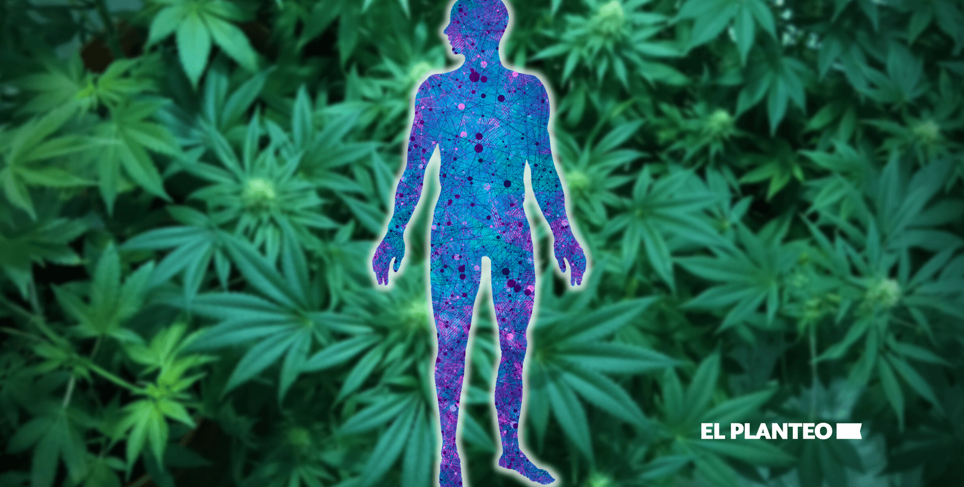 El Sistema Endocannabinoide: Por Qué el Cannabis Afecta Nuestro Cuerpo