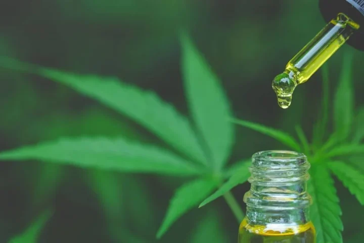 Encuesta RD Elige: 19.0 % a favor del consumo de marihuana con fines médicos o terapéuticos