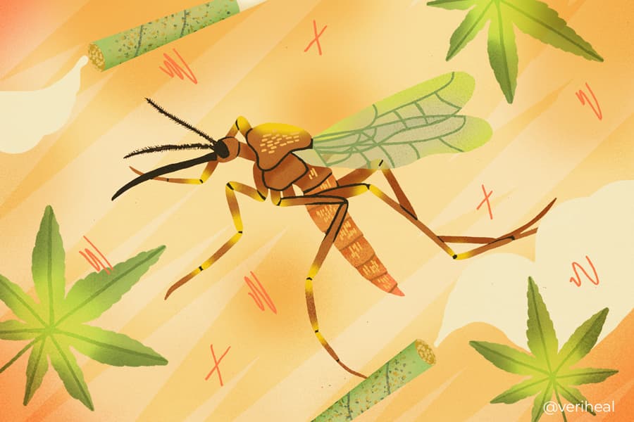 ¿Podemos usar cannabis si tenemos dengue?